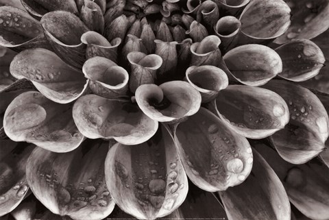 Framed Silver Dahlia Print