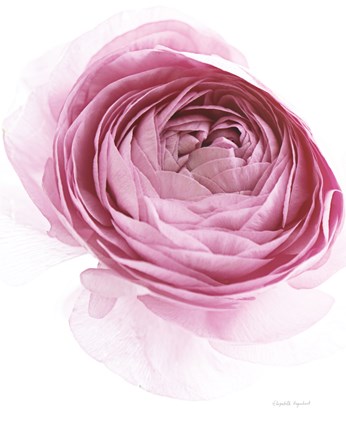 Framed Pink Lady IV Print