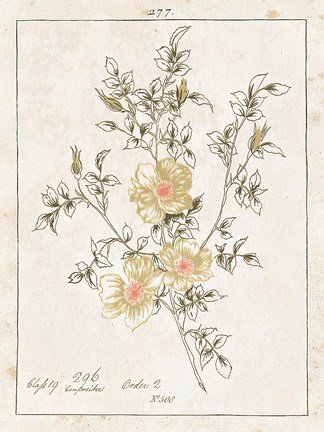 Framed Flowers on White II with Words Print