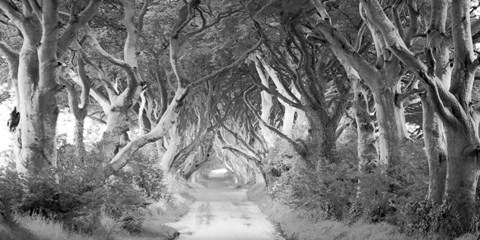 Framed Dark Hedges, Ireland (BW) Print