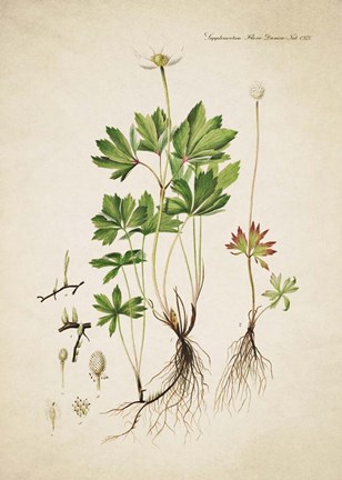 Framed Flower Drawing 17 Print