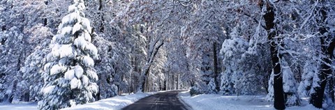 Framed Road passing through Snowy Forest in Winter, Yosemite National Park, California Print