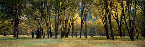 Framed Trees in Autumn, Yosemite National Park, California Print