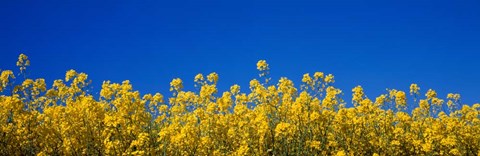 Framed Rape Field in Bloom under Blue Sky Print