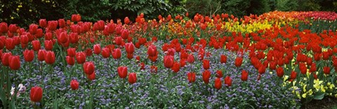 Framed Tulips Blooming in St. James&#39;s Park, London, England Print