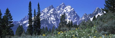 Framed Forest with Mountains in Grand Teton National Park, Wyoming Print