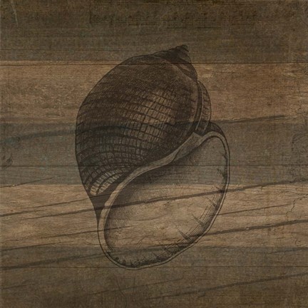 Framed Rustic Conch Print