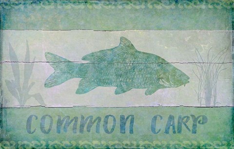 Framed Common Carp Print