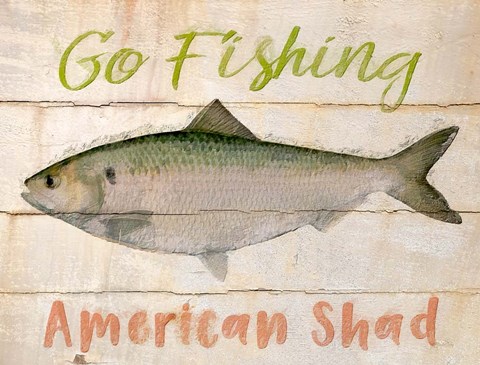 Framed American Shad Print