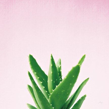 Framed Succulent Simplicity V on Pink Print