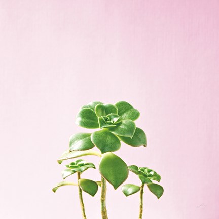 Framed Succulent Simplicity IX on Pink Print