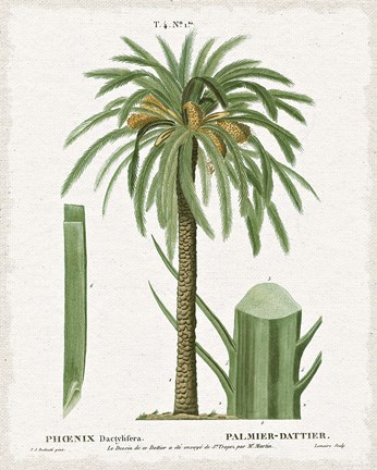 Framed Island Botanicals II Print