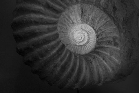 Framed Small infinity Print