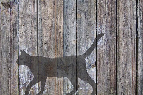 Framed Barn Cat Shadow 5 Print