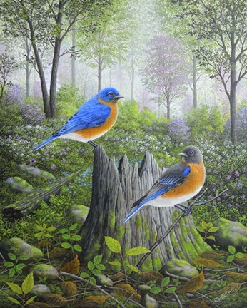 Framed Spring Bluebirds Print
