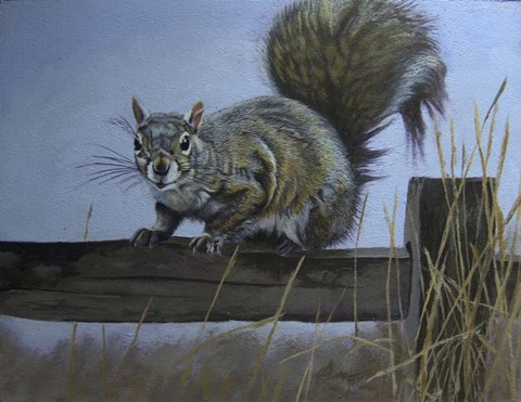 Framed Squirrel Print