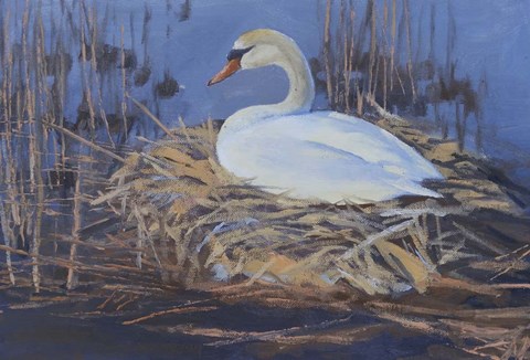Framed Swan Nest Print