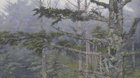 Framed Forest Trees Print