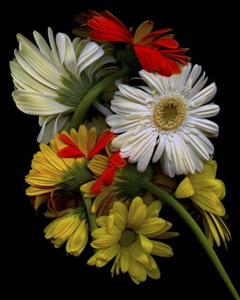 Framed Daisies Print