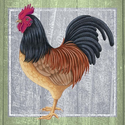 Framed Chicken 2 Print