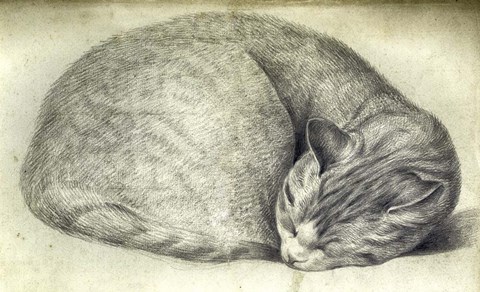 Framed Sleeping Cat Print