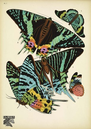 Framed Papillons 7 Print