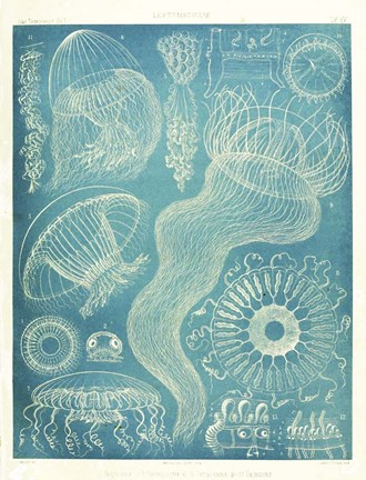 Framed Jellyfish Sealife Print