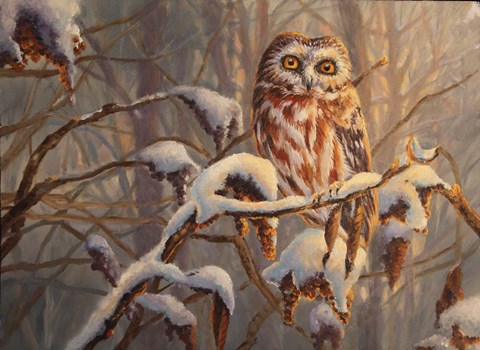 Framed Sawwhet Owl Print
