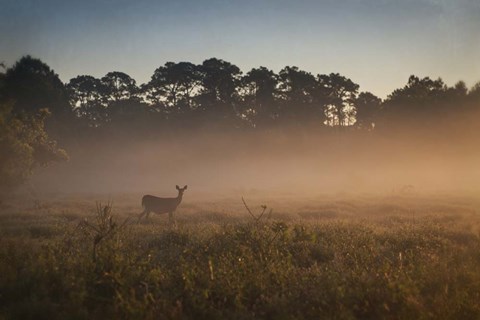 Framed Deer at Daybreak Print