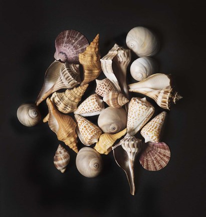 Framed Sea Shell Collection Print