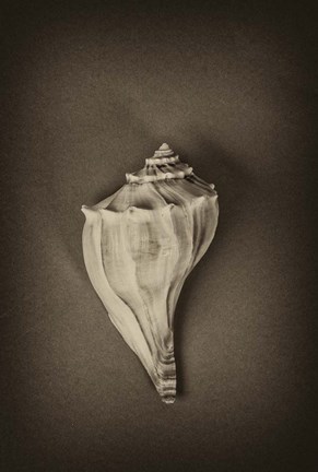 Framed Shell Print