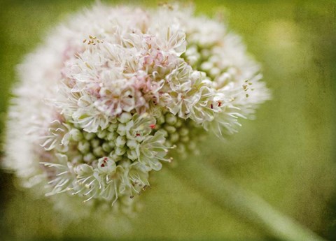 Framed Ever So Softly Print