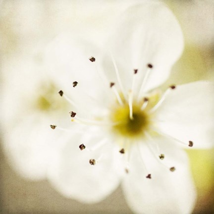 Framed Of Spring Print