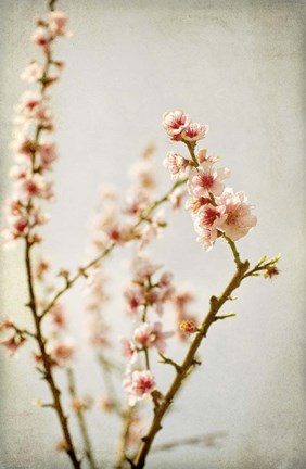 Framed Spring Whispers 2 Print