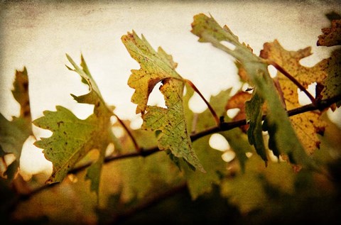 Framed Sunset Vines Print
