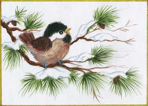 Framed Chickadee On A Pine Tree Print