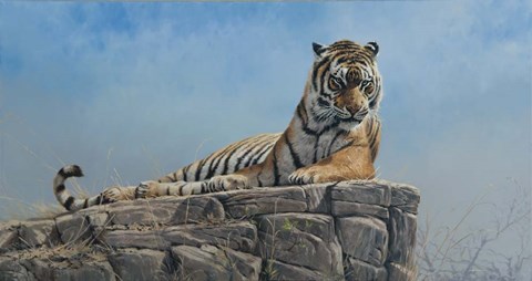 Framed Tiger on Rock Print