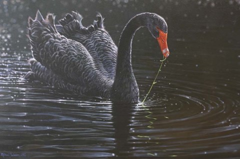 Framed Black Swan Print