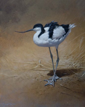 Framed Avocet Print