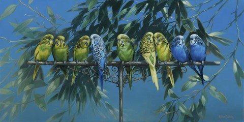 Framed Budgies Print
