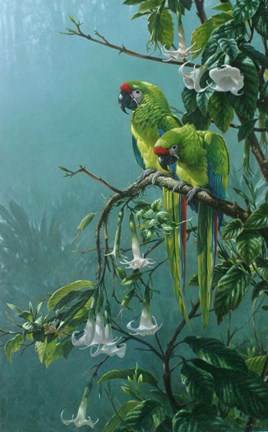 Framed Buffons Macaws Print