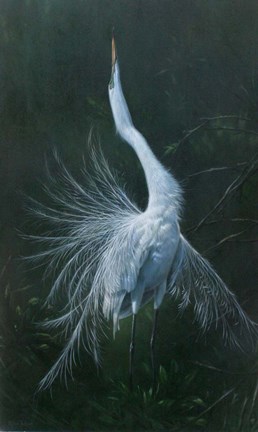 Framed Displaying Egret Print
