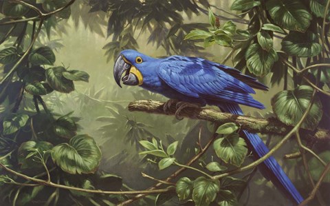 Framed Hyacinth Macaw Print