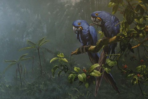 Framed Blue Parrots Print