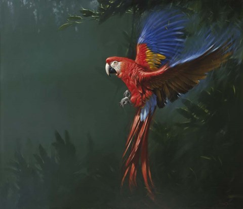 Framed Parrot in Flight Print