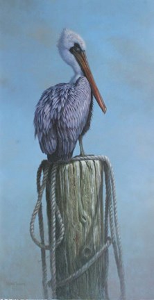 Framed Pelican Print