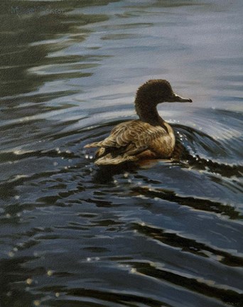 Framed Pochard 1 Print