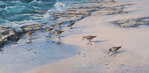 Framed Sanderlings Print