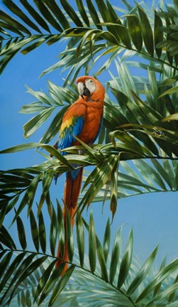 Framed Scarlet Macaw 1 Print