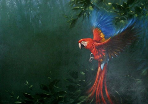 Framed Scarlet Macaw 2 Print